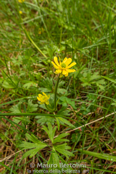 Ranunculus peduncularis (Boton de oro) El Chalten, Santa Cruz, Argentina Panasonic Lumix LX100 II Codice: 23.PA.4152