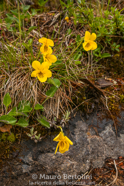 Viola maculata (Violeta amarilla) El Chalten, Santa Cruz, Argentina Panasonic Lumix LX100 II Codice: 23.PA.4158