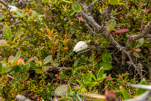 Codonorchis lessonii (Palomita) El Chalten, Santa Cruz, Argentina Panasonic Lumix LX100 II Codice: 23.PA.4163
