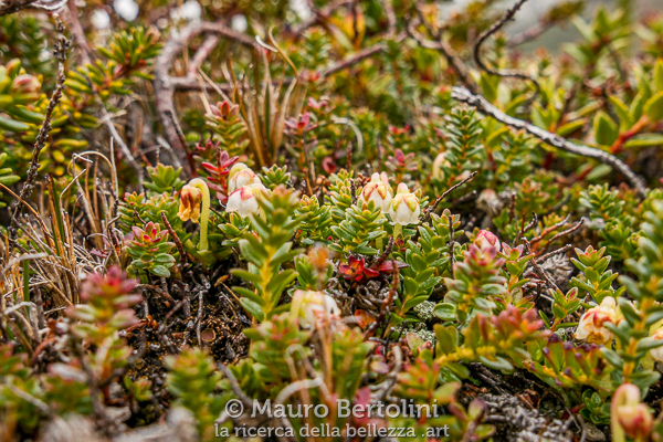 Gaultheria pumila (Chaura enana) El Chalten, Santa Cruz, Argentina Panasonic Lumix LX100 II Codice: 23.PA.4175