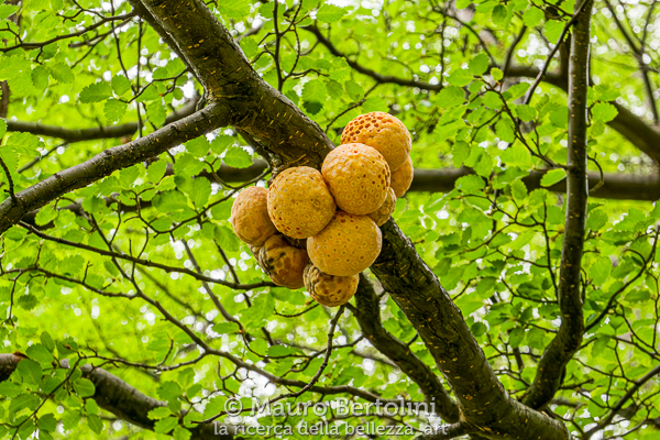 Cyttaria darwinii (Pan de Indio) El Chalten, Santa Cruz, Argentina Panasonic Lumix LX100 II Codice: 23.PA.4179