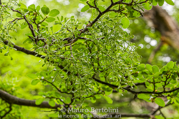 Misodendrum quadriflorum (Quatrefoil mistletoe) El Chalten, Santa Cruz, Argentina Panasonic Lumix LX100 II Codice: 23.PA.4184
