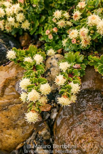 Baccharis magellanica (Mosaiquillo) El Chalten, Santa Cruz, Argentina Panasonic Lumix LX100 II Codice: 23.PA.4188