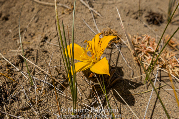 Alstroemeria patagonica (Amancay) Santa Cruz, Argentina Panasonic Lumix LX100 II Codice: 23.PA.4336