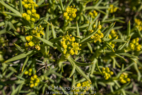 Azorella prolifera (Neneo) Laguna Nimez, Santa Cruz, Argentina Panasonic Lumix LX100 II Codice: 23.PA.4349