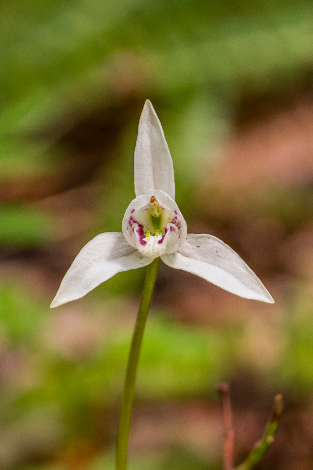 Codonorchis lessonii